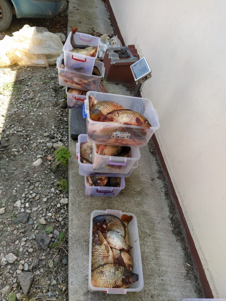 Reținuți pentru braconaj piscicol