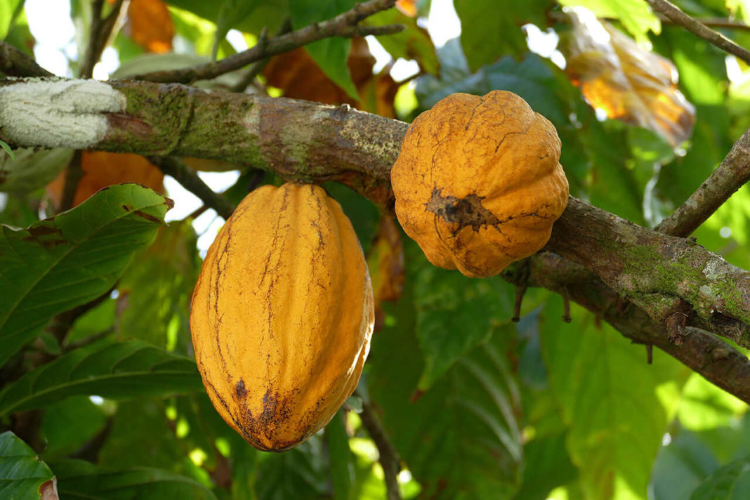 Nestle înlocuieşte zahărul din ciocolată cu pulpa fructului arborelui de cacao