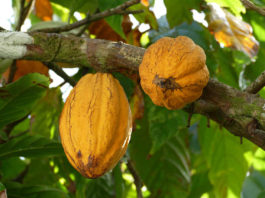 Nestle înlocuieşte zahărul din ciocolată cu pulpa fructului arborelui de cacao