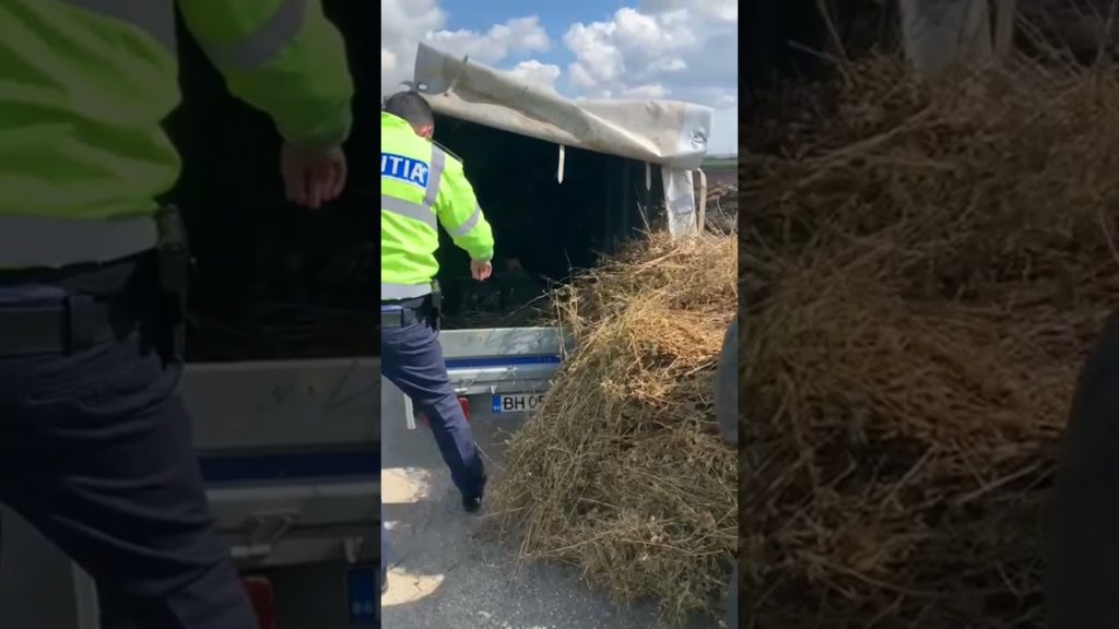 VIDEO: Prinși în flagrant în timp ce transportau 1.900 de pachete de țigări de contrabandă
