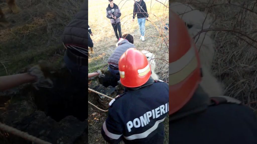 Un câine care a căzut într-un canal adânc, salvat de pompieri
