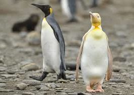Pinguin galben, fotografiat prima dată în istorie