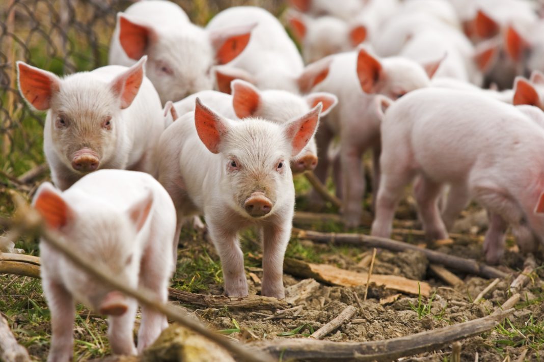 Preţul cărnii de porc a ajuns la poarta fermei la 5,5- 6 lei, cu 20% sub cel de anul trecut