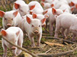 Preţul cărnii de porc a ajuns la poarta fermei la 5,5- 6 lei, cu 20% sub cel de anul trecut