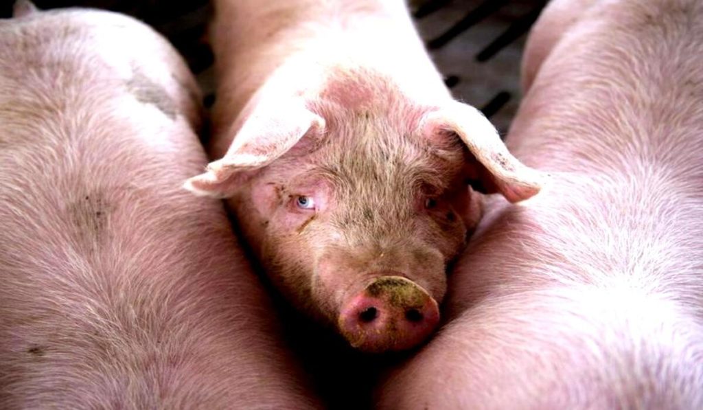 Tir cu peste 600 de porci, răsturnat pe DN 17