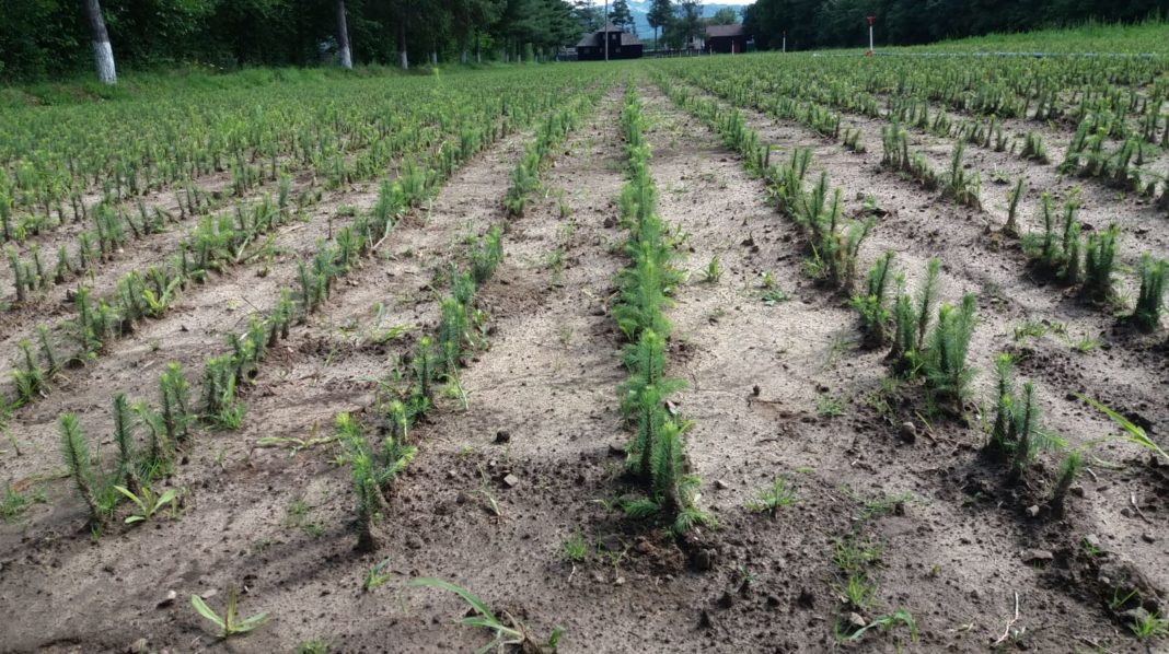 Romsilva va planta 20 milioane de puieţi în campania de împăduriri de primăvară