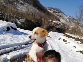 O fetiță de 9 ani din Turcia și-a cărat câinele bolnav pe spate doi kilometri, în zăpadă