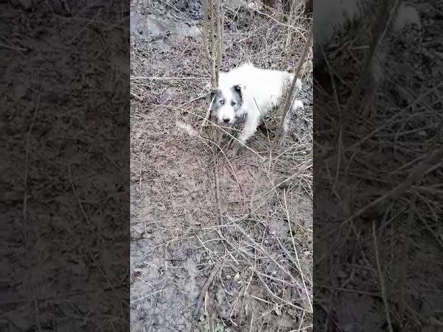 Video: Câine salvat dintr-o zonă mlaștinoasă de un polițist