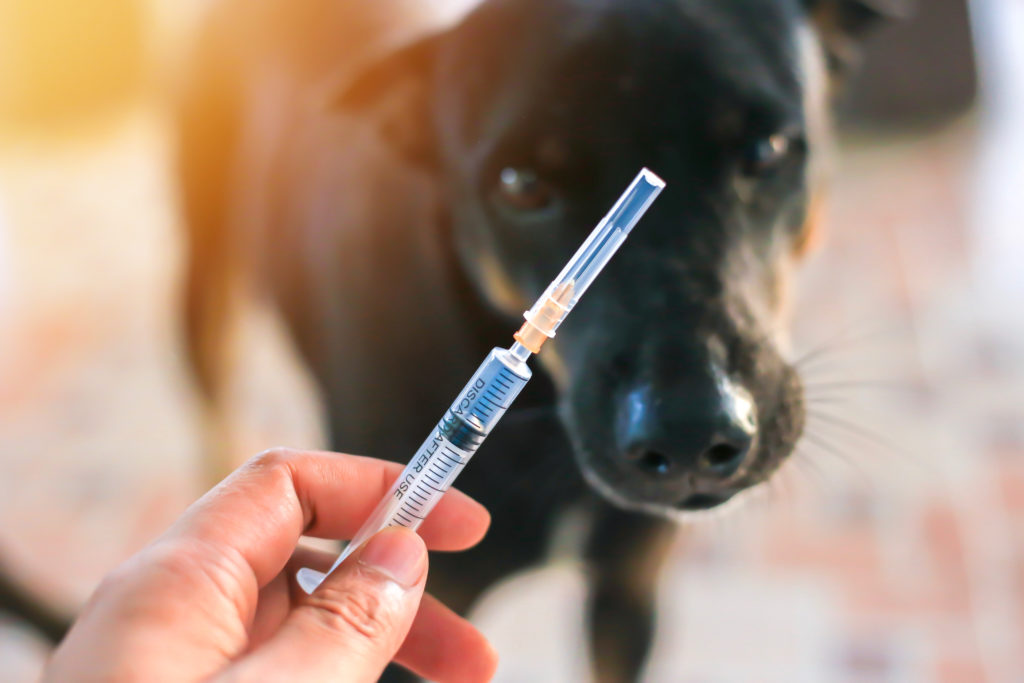 Rusia a înregistrat primul vaccin anti-Covid pentru animale