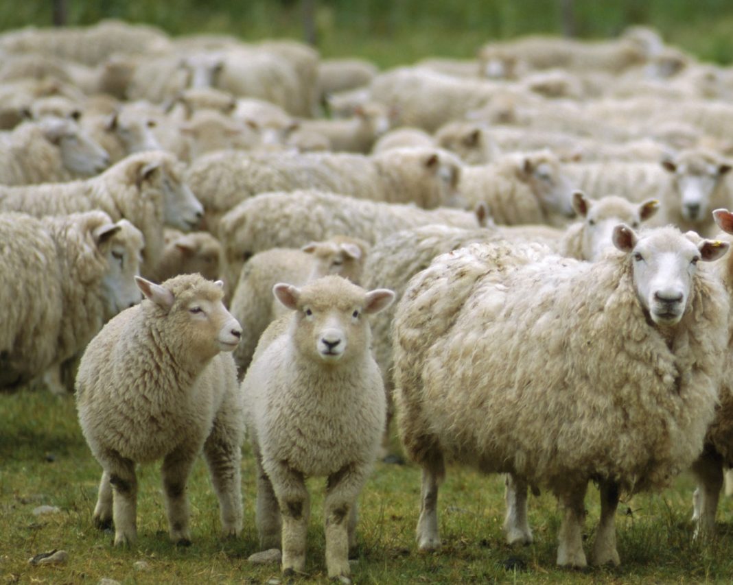 Bărbatul ar fi intrat, cu intenție, într-o turmă de circa 1100 de ovine și caprine, întrucât acestea pășunau pe cultura sa de grâu