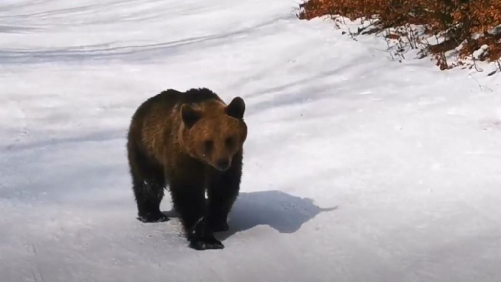 VIDEO: Un schior a fost fugărit de urs, minute în șir, pe pârtie