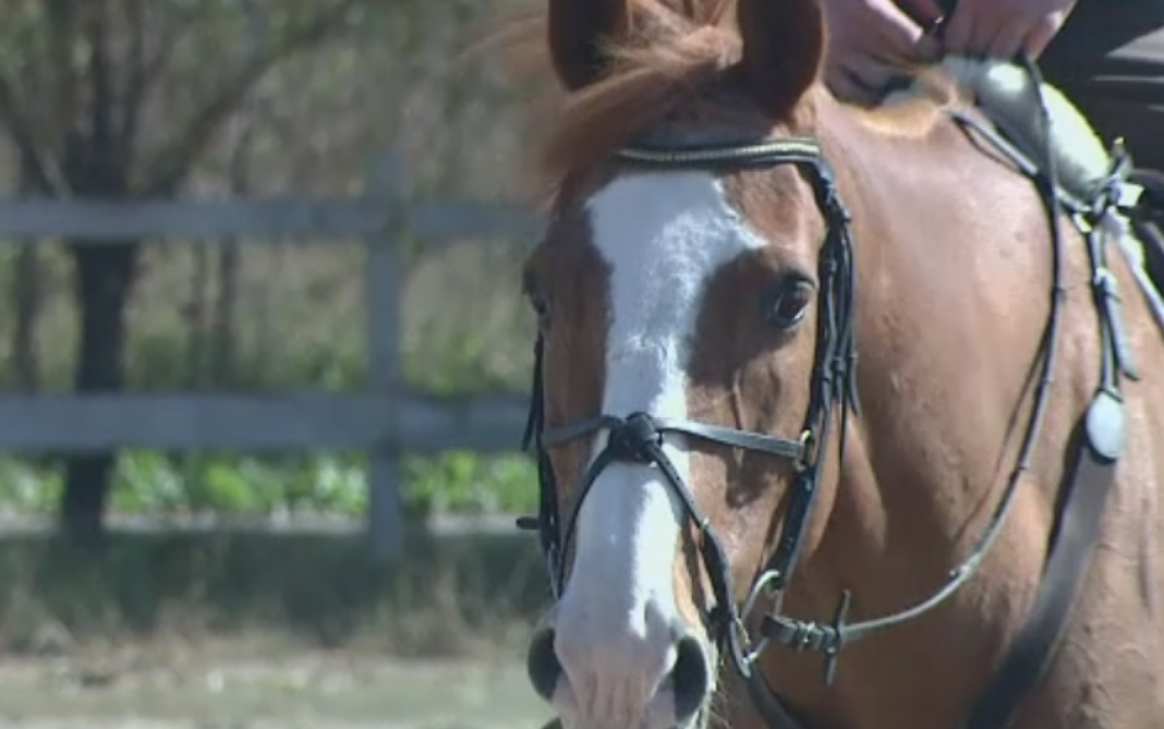 61670228 Bărbat de 37 de ani, cu experiență în echitație, mort după ce a căzut de pe cal