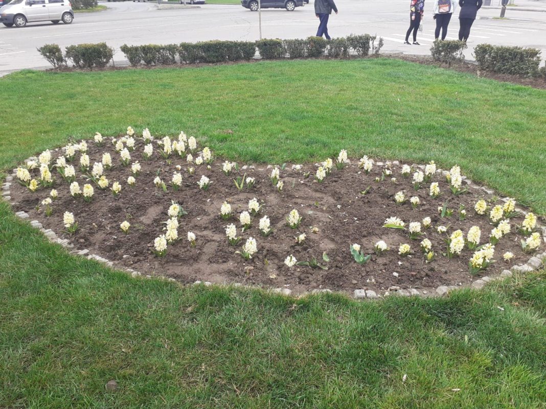 Ronduri de flori distruse, în zona Piața Gării din Craiova