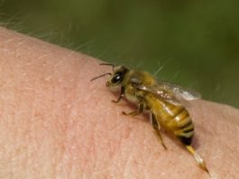 Gorj: Bărbat decedat după ce a fost înțepat de albine