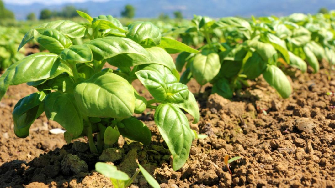 Cultivatorii de plante aromatice, sprijiniți financiar de Ministerul Agriculturii