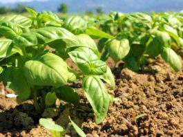 Cultivatorii de plante aromatice, sprijiniți financiar de Ministerul Agriculturii