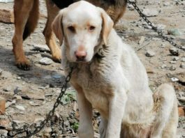 Câini flămânzi, salvați din curtea unui bărbat din Prahova