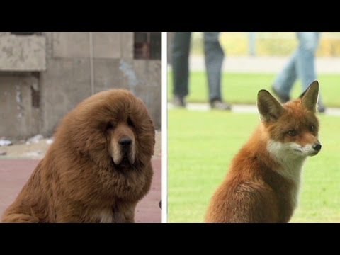 VIDEO: Un câine, prezentat pe post de leu african la o grădină zoologică din China