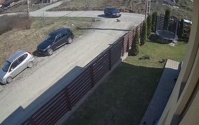 VIDEO: Dosar penal pentru un bărbat care a lovit cu maşina un câine