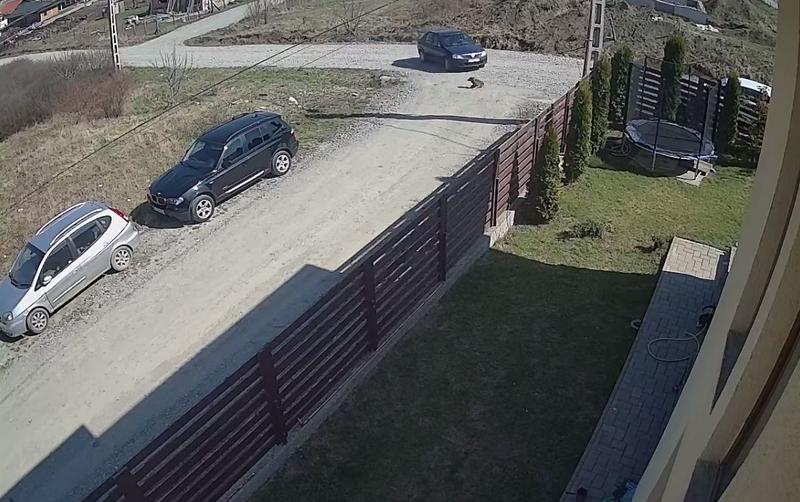 VIDEO: Dosar penal pentru un bărbat care a lovit cu maşina un câine