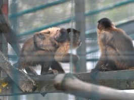 Copiii, invitaţi să găsească nume pentru un pui de maimuţă de la Zoo Craiova