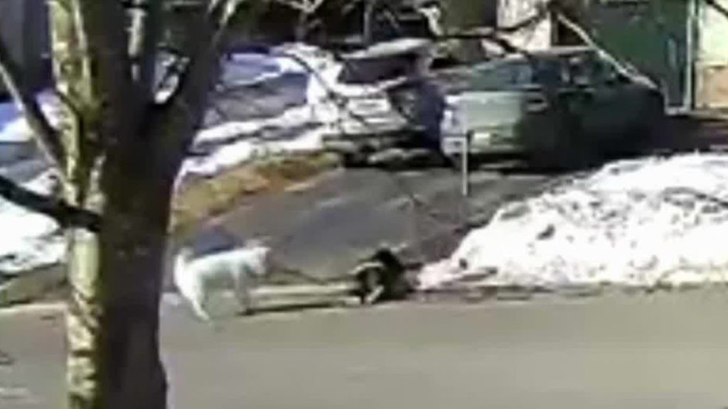 VIDEO: Un câine a oprit traficul, după ce stăpâna sa a leșinat