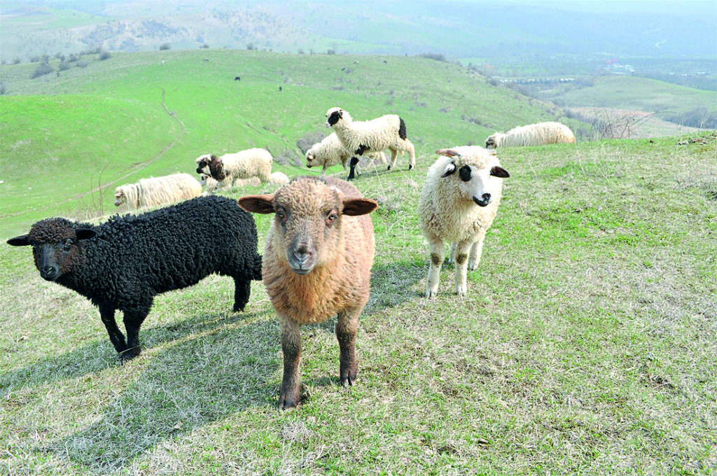 Prețuri foarte mari la carnea de miel în Gorj
