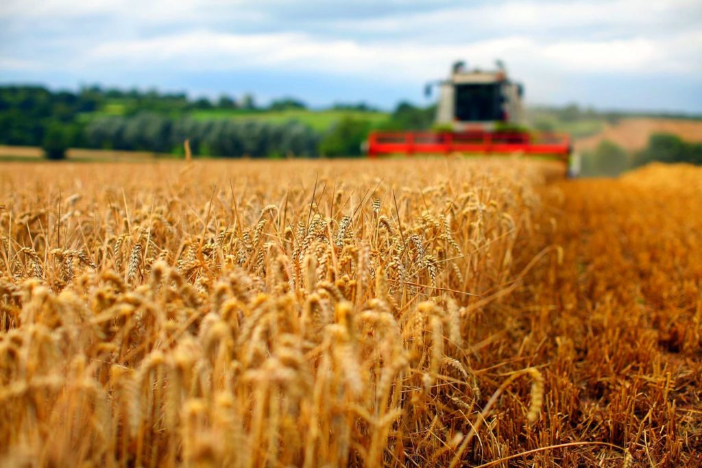 România, pe locul şase în UE la producţia de grâu în 2020
