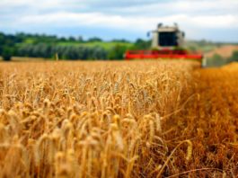România, pe locul şase în UE la producţia de grâu în 2020