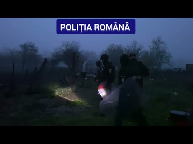 Gorjean, reținut de polițiști pentru organizarea de lupte între câini