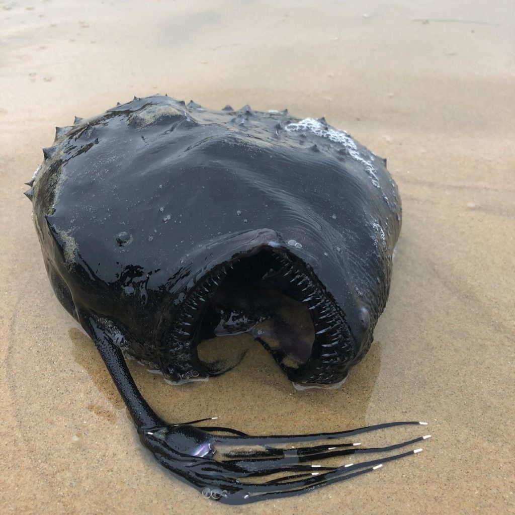 Un peşte monstru, descoperit pe o plajă din California