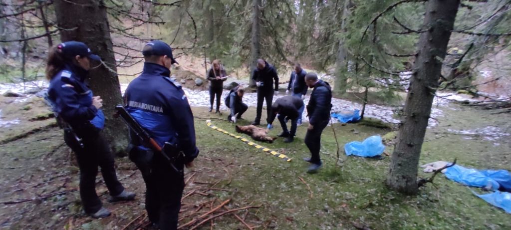 Dosar penal în cazul celor 27 de câini uciși și aruncați în saci de plastic