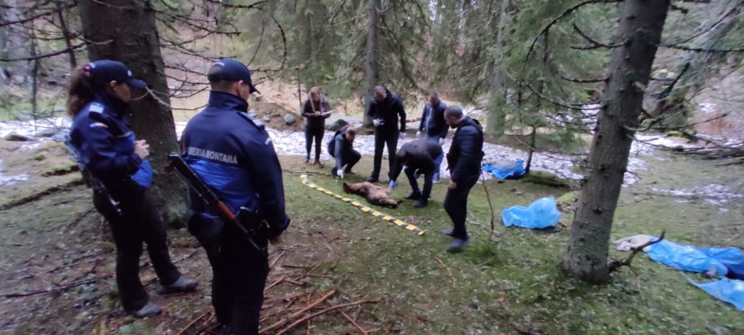 27-de-caini-ucisi-si-abandonati-in-zona-turistica-din-Parcul-National-Retezat-1 Anchetă în cazul celor 27 de câini uciși și aruncați în saci de plastic în Retezat
