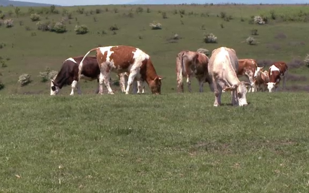 46 de milioane de euro pentru crescătorii de bovine