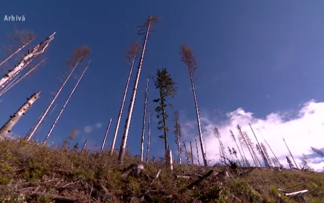 Polișiștii gorjeni au început o anchetă la Ocolul Silvic Peșteana pentru tăiere ilegală de arbori, după ce au fost sesizați prin 112