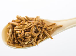 Viermii de făină galbeni, confirmați de Comisia Europeană ca aliment