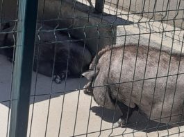 Porcii de la Grădina Zoologică din Craiova au fost eutanasiați