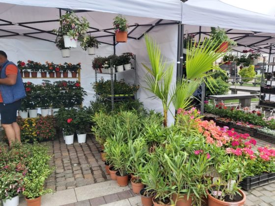 Expoziție florală cu vânzare de plante, în Piața Frații Buzești