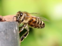 Cercetătorii olandezi au învățat albine să identifice mostre infectate cu COVID-19