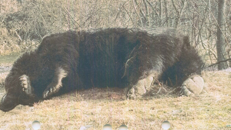 Ursul Arthur era cel mai mare urs cunoscut din pădurile României, potrivit ONG-ului Agent Green. Foto: Agent Green
