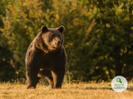 Împușcarea ursului Arthur a ajuns în marile publicații americane