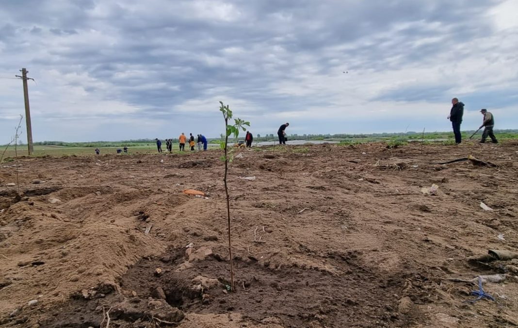 Angajaţi ai Primăriei Bechet şi voluntari nu doar au igienizat zona, ci au plantat sălcâmi pe o suprafaţă de circa 5.000 de metri pătraţi