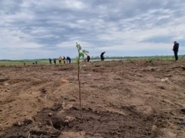 Angajaţi ai Primăriei Bechet şi voluntari nu doar au igienizat zona, ci au plantat sălcâmi pe o suprafaţă de circa 5.000 de metri pătraţi