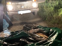 Zeci de kilograme de pește a fost braconat din râul Olt de doi bărbați