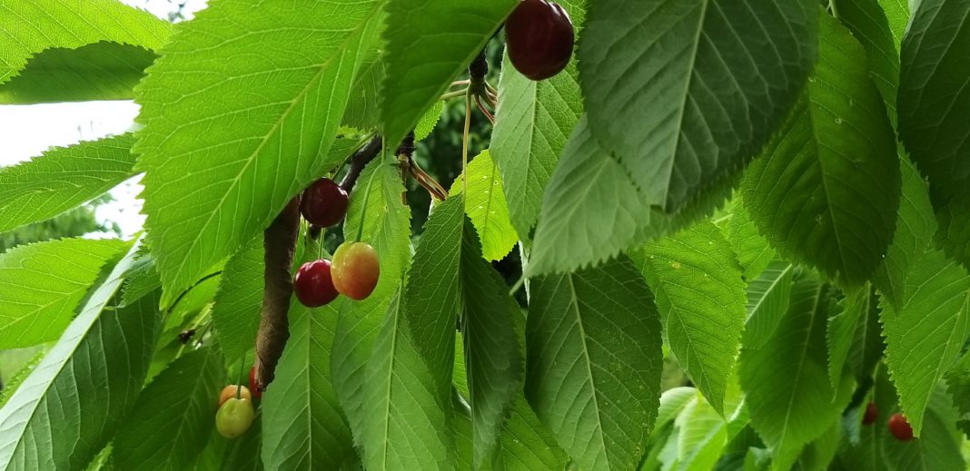 Cea mai slabă producție din ultimi 50 de ani pentru cireșele de mai