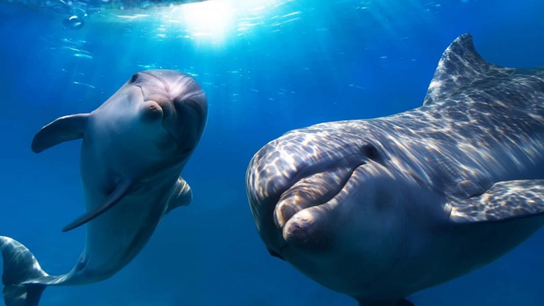 Descoperire spectaculoasă despre delfini