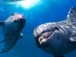 Descoperire spectaculoasă despre delfini