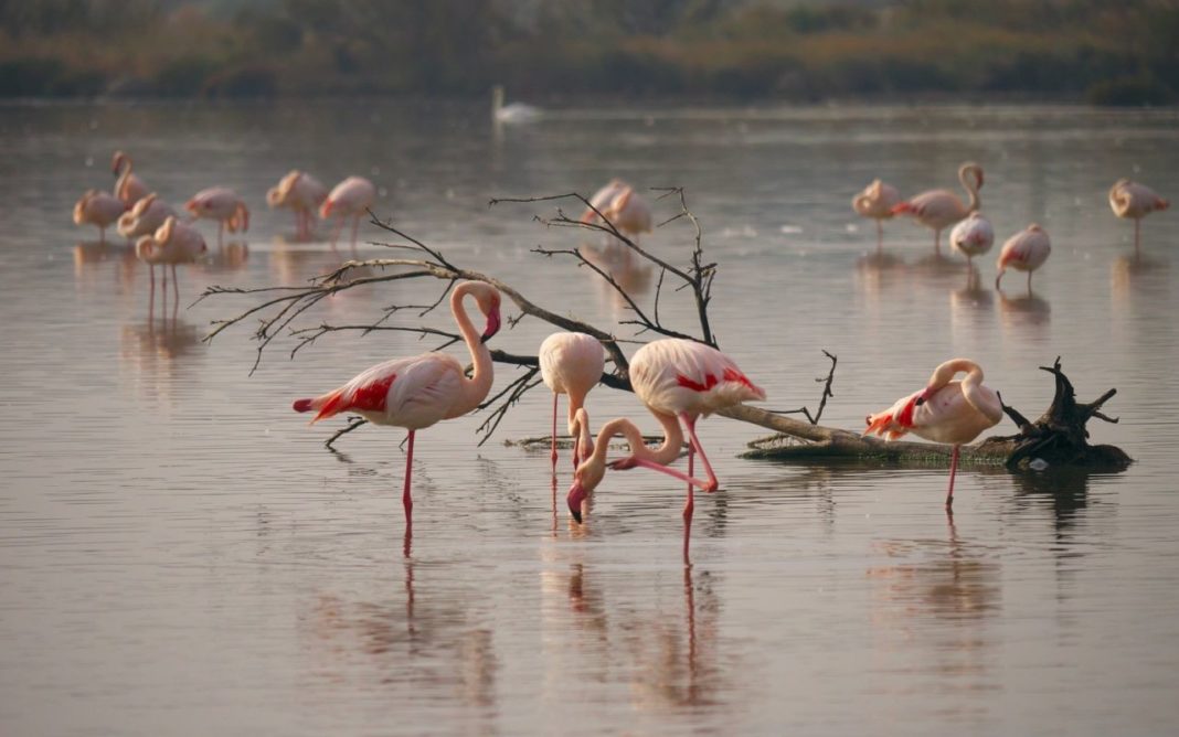 Păsările flamingo părăsesc Delta pentru că sunt stresate de turiști