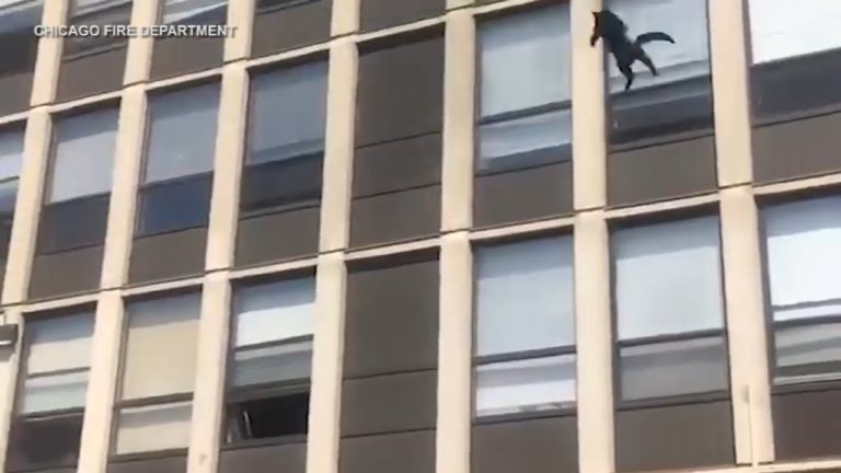 O pisică s-a salvat dintr-un incendiu după ce a sărit de la etajul 5