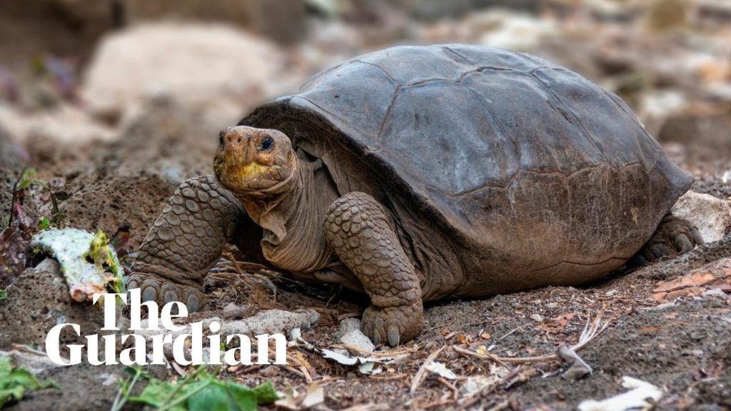 (VIDEO) Dispărută de un secol, o țestoasă uriașă apare în Galapagos
